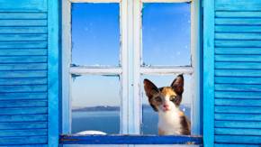Griechenland Katze mit blauen Fensterläden